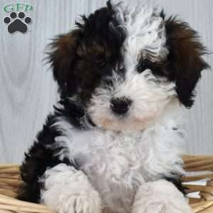 Mocha, Mini Bernedoodle Puppy