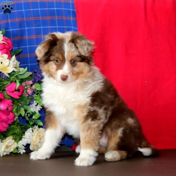 Mocha, Miniature Australian Shepherd Puppy