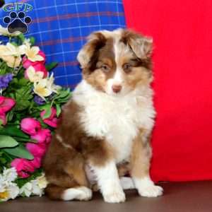 Mocha, Miniature Australian Shepherd Puppy
