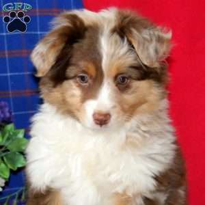 Mocha, Miniature Australian Shepherd Puppy