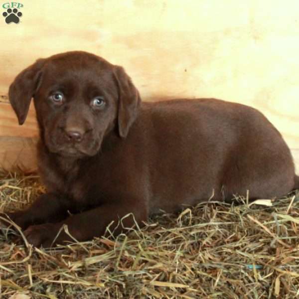 Moira, Chocolate Labrador Retriever Puppy