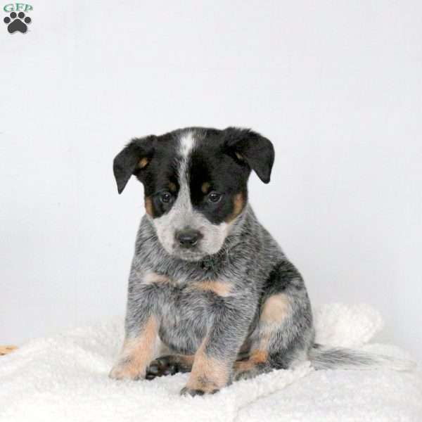 Molly, Blue Heeler – Australian Cattle Dog Puppy