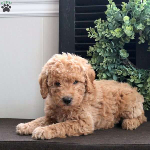 Molly, Mini Labradoodle Puppy
