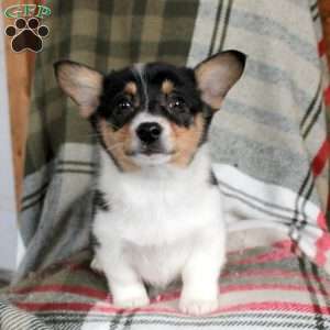 Molly, Pembroke Welsh Corgi Puppy