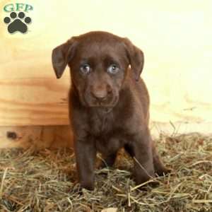 Molly, Chocolate Labrador Retriever Puppy