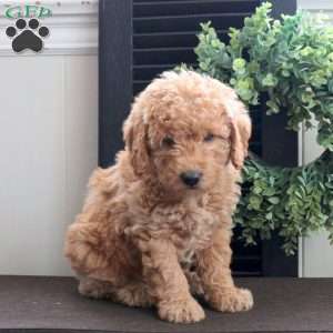 Molly, Mini Labradoodle Puppy