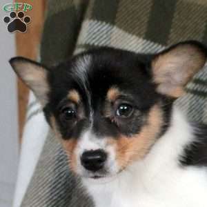 Molly, Pembroke Welsh Corgi Puppy
