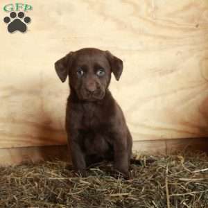 Molly, Chocolate Labrador Retriever Puppy