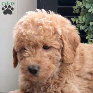 Molly, Mini Labradoodle Puppy