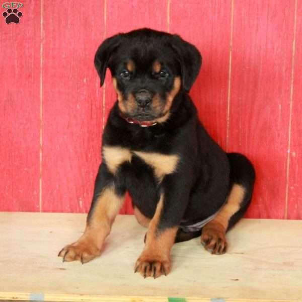 Monty, Rottweiler Puppy