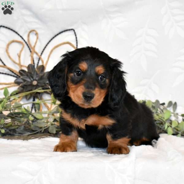 Moose, Dachshund Puppy
