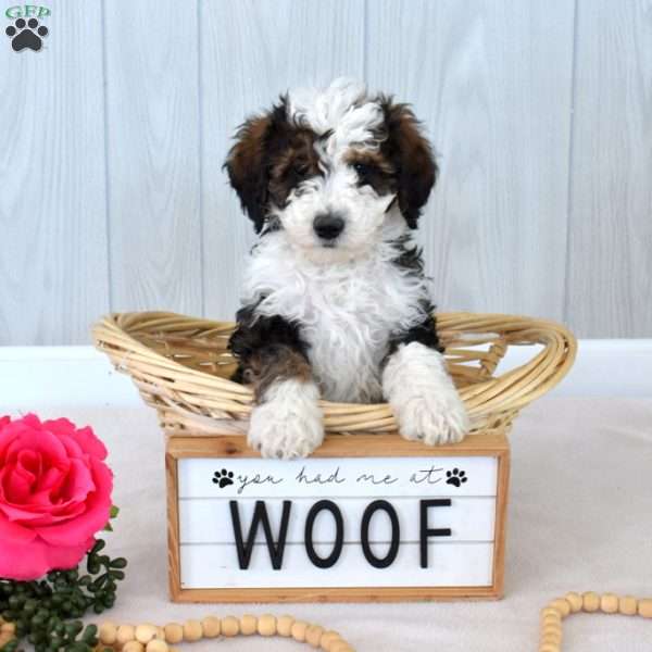 Moose, Mini Bernedoodle Puppy