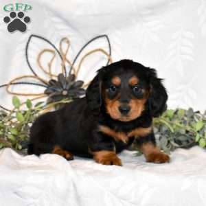 Moose, Dachshund Puppy