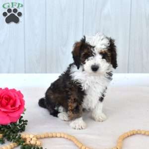 Moose, Mini Bernedoodle Puppy