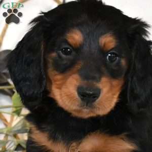 Moose, Dachshund Puppy