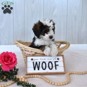 Moose, Mini Bernedoodle Puppy
