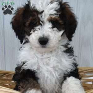 Moose, Mini Bernedoodle Puppy