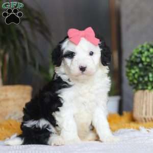 Mopsy, Mini Sheepadoodle Puppy