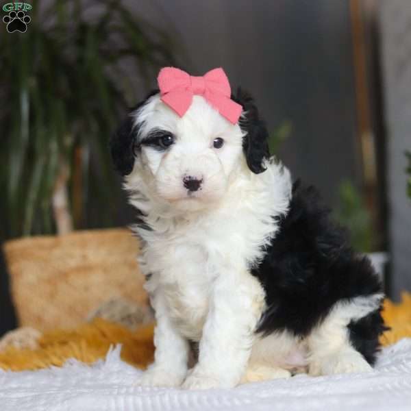 Mopsy, Mini Sheepadoodle Puppy