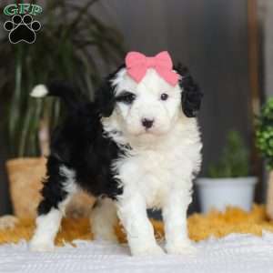 Mopsy, Mini Sheepadoodle Puppy