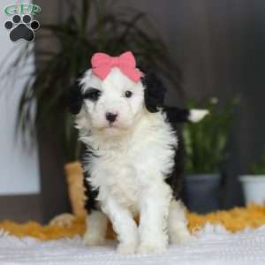 Mopsy, Mini Sheepadoodle Puppy