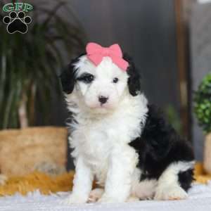 Mopsy, Mini Sheepadoodle Puppy