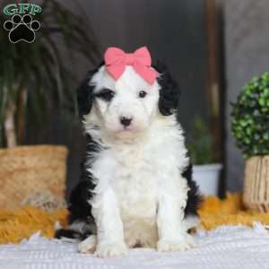 Mopsy, Mini Sheepadoodle Puppy