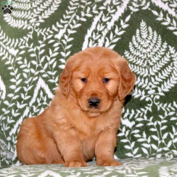 Muffin, Golden Retriever Puppy