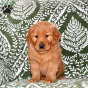 Muffin, Golden Retriever Puppy