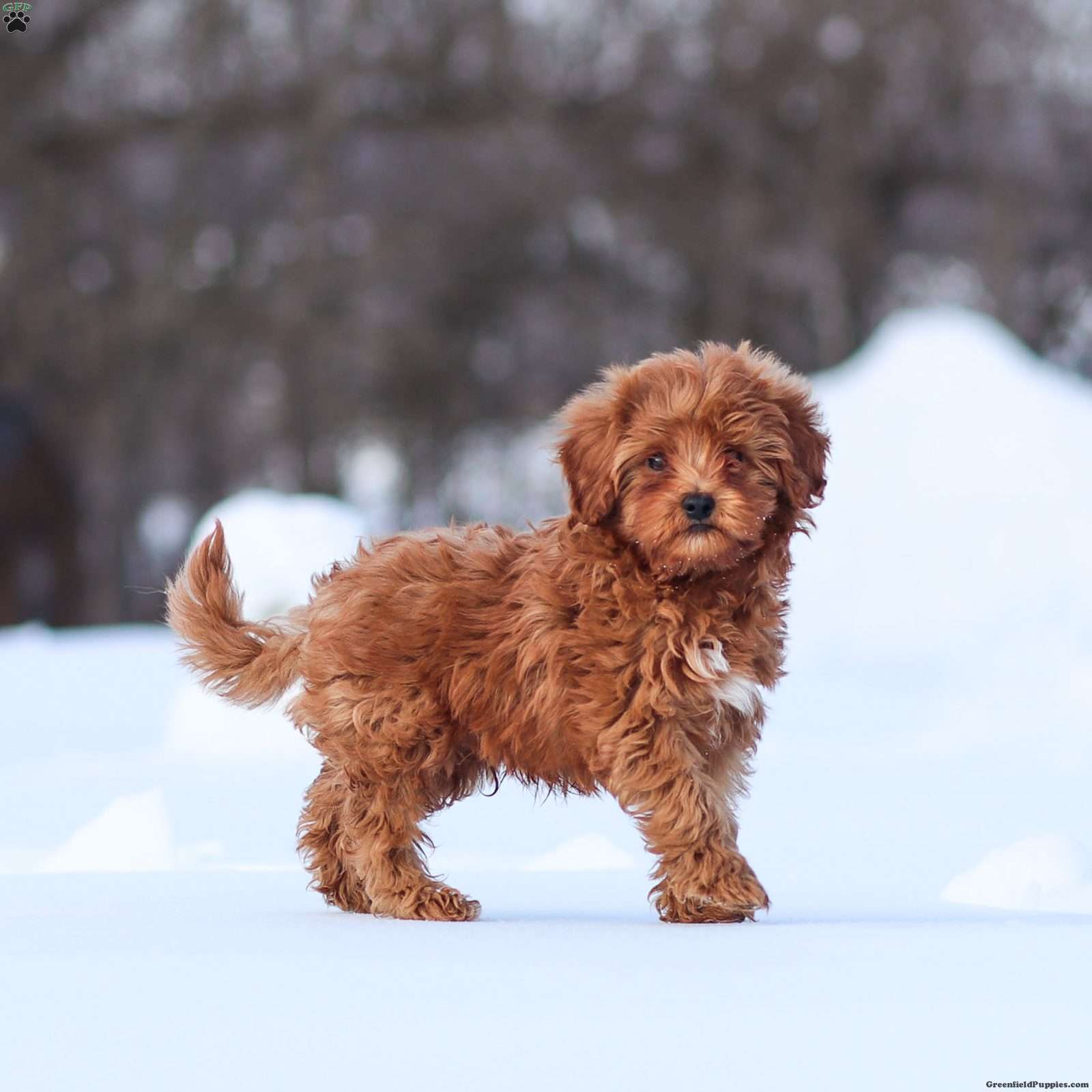 Murphy - Cavapoo Puppy For Sale in Pennsylvania