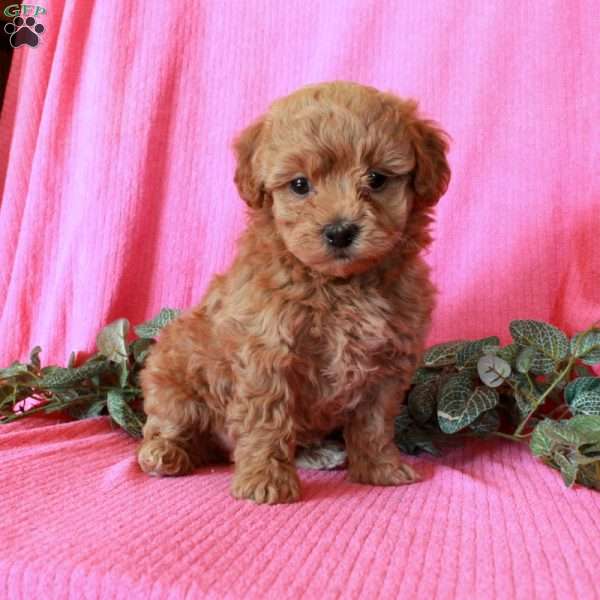 Murphy, Havapoo Puppy