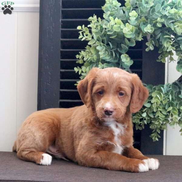 Murphy, Mini Labradoodle Puppy