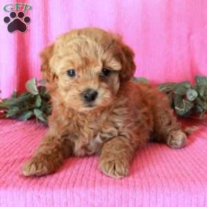 Murphy, Havapoo Puppy