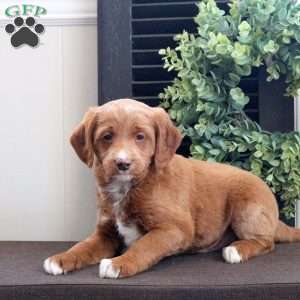 Murphy, Mini Labradoodle Puppy