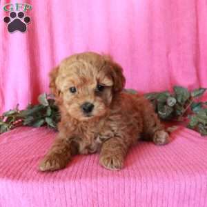 Murphy, Havapoo Puppy