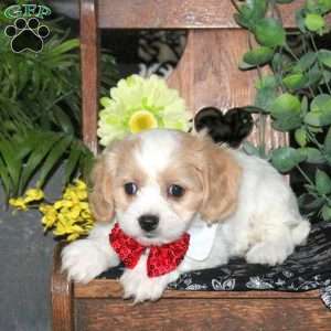 Nacho, Cavachon Puppy