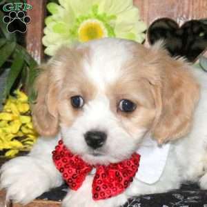 Nacho, Cavachon Puppy