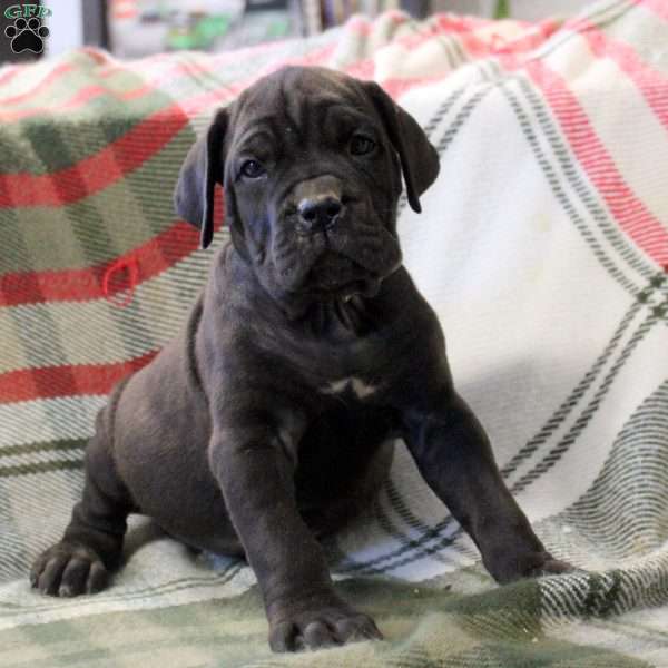 Nakita, Cane Corso Mix Puppy