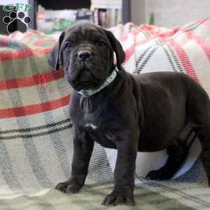 Nakita, Cane Corso Mix Puppy