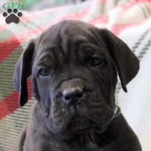 Nakita, Cane Corso Mix Puppy