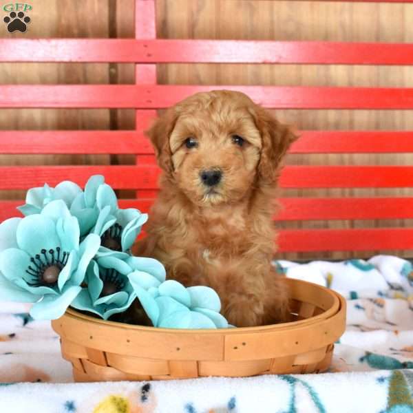 Nala, Mini Goldendoodle Puppy