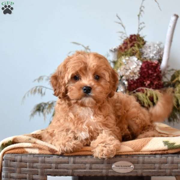 Nala, Cavapoo Puppy