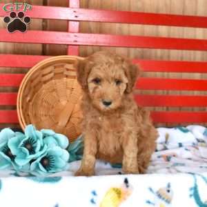 Nala, Mini Goldendoodle Puppy