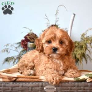 Nala, Cavapoo Puppy