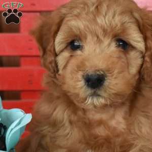 Nala, Mini Goldendoodle Puppy