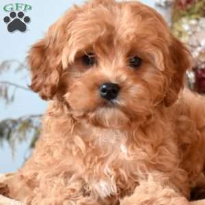 Nala, Cavapoo Puppy