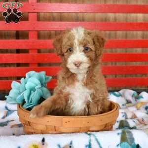Nana, Mini Goldendoodle Puppy