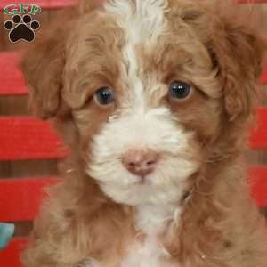 Nana, Mini Goldendoodle Puppy