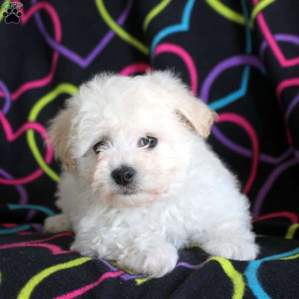 Nancy, Bichon Frise Puppy