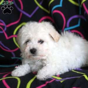 Nancy, Bichon Frise Puppy